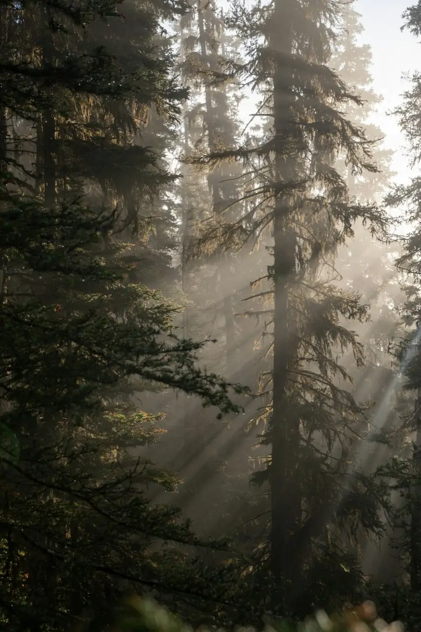 Des sapins traversés de rayons de lumière