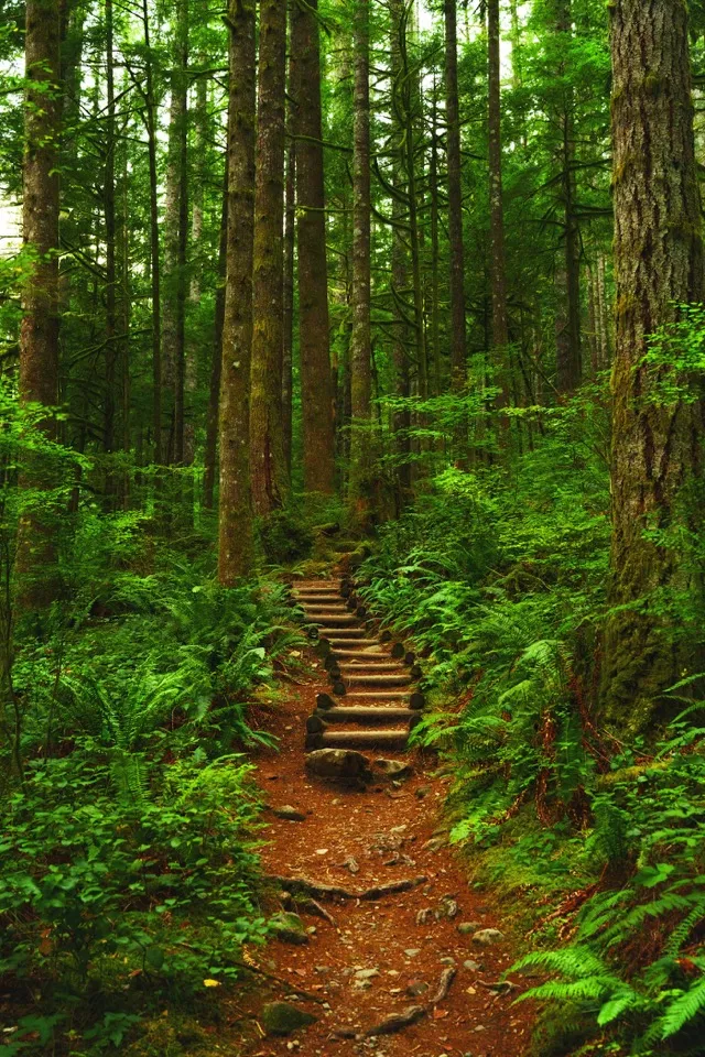Un escalier de bois qui monte à travers la forêt