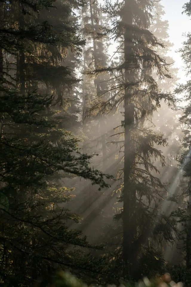 Des sapins à contre-jour, traversés par des rayons de lumière dans la brume